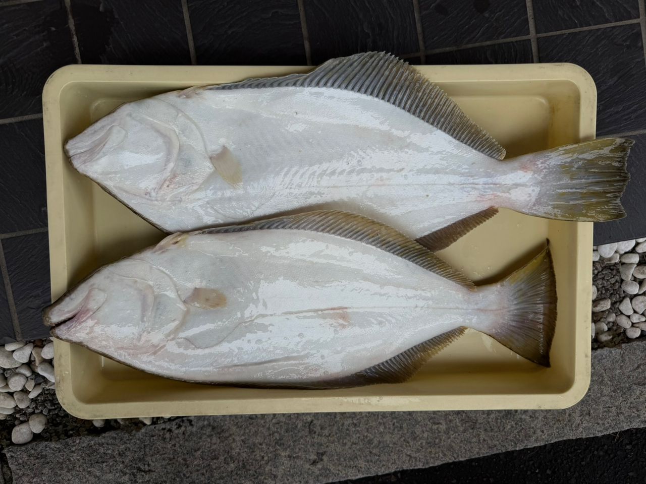 XNXAX0XKX1X さんの 2026年09月20日のヒラメの釣り・釣果情報(常磐沖