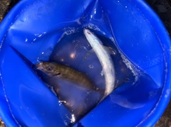 マアジの釣果
