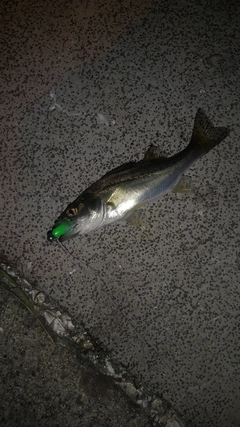 セイゴ（ヒラスズキ）の釣果