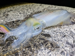 アオリイカの釣果