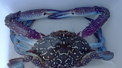 タイワンガザミの釣果