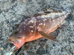 アコウの釣果