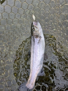 ニジマスの釣果