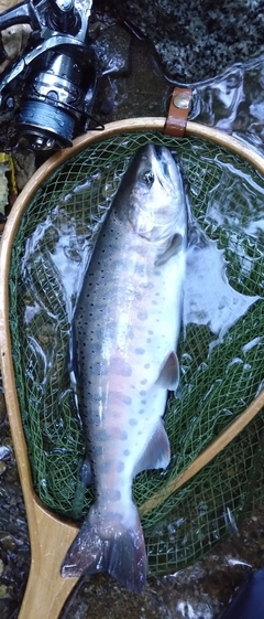 ヤマメの釣果