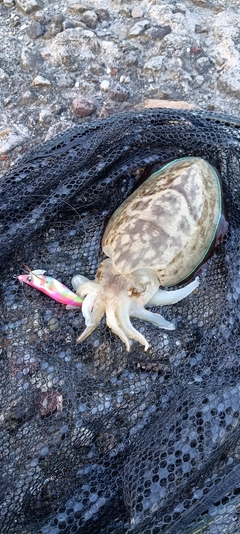 コウイカの釣果