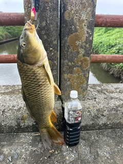 コイの釣果