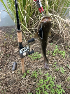 ナマズの釣果