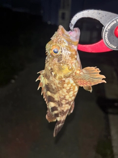 カサゴの釣果