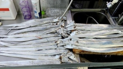 タチウオの釣果