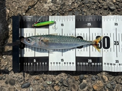 サバの釣果