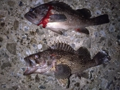 ソイの釣果