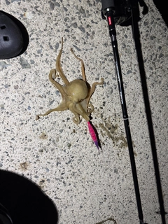 イイダコの釣果