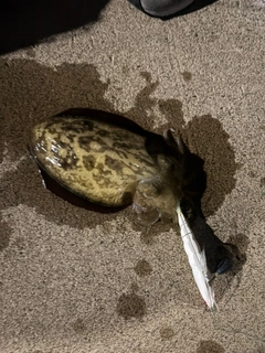 コウイカの釣果