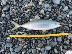 イナダの釣果