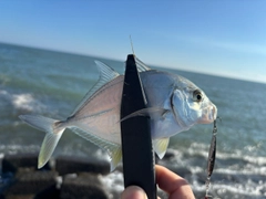 メッキの釣果
