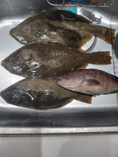 ヒラメの釣果