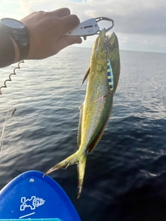 シイラの釣果
