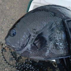 メジナの釣果