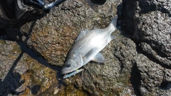 ヒラスズキの釣果