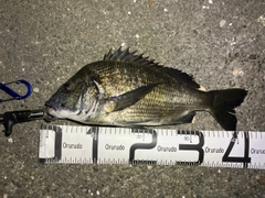 クロダイの釣果