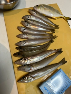 キスの釣果