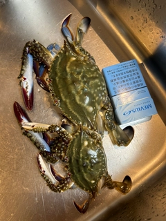 ワタリガニの釣果