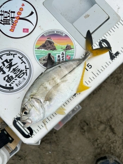 メッキの釣果