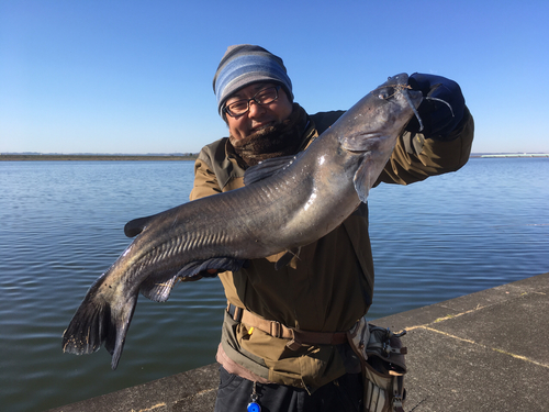 アメリカナマズの釣果