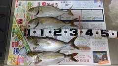 ショゴの釣果