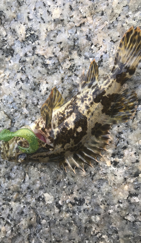 タケノコメバルの釣果