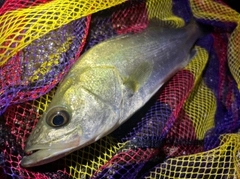 フッコ（タイリクスズキ）の釣果