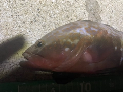 キジハタの釣果