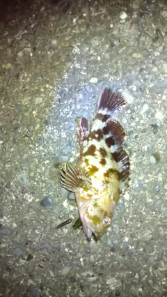 カサゴの釣果