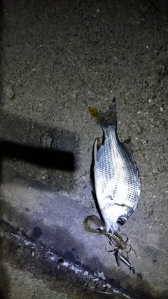 キビレの釣果