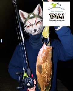 アコウの釣果