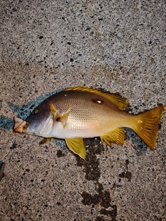 シブダイの釣果