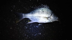 キビレの釣果