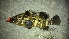 チャイロマルハタの釣果
