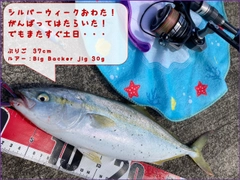 イナダの釣果