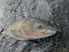ソウギョの釣果
