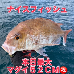 マダイの釣果