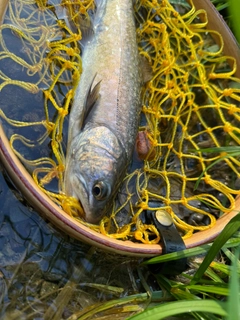 ニッコウイワナの釣果