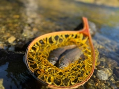 ニジマスの釣果