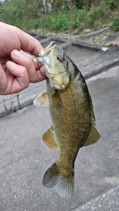 スモールマウスバスの釣果