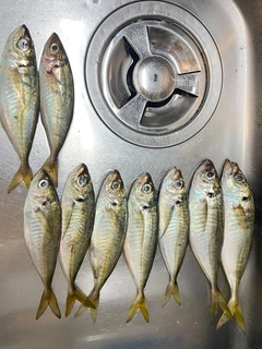 アジの釣果