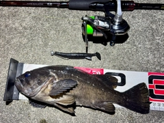 クロソイの釣果