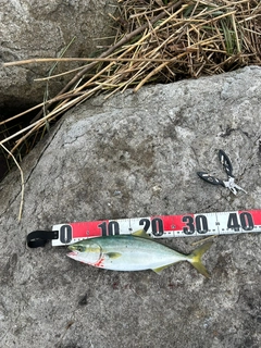 イナダの釣果