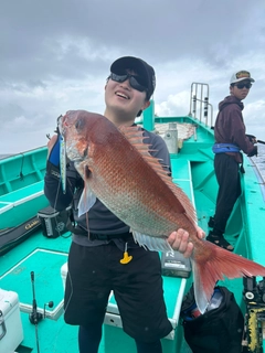 マダイの釣果