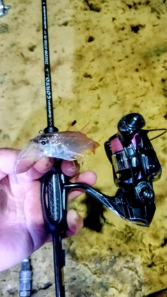ネンブツダイの釣果