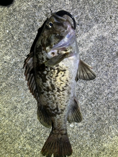 クロソイの釣果